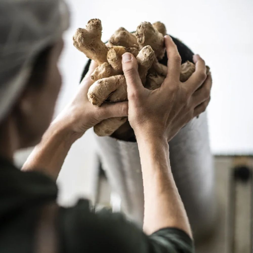 Ginger Jack Curcuma Jane Alcohol - Free Organic Turmeric & Ginger Aperitif – 0% ABV - Wise Bartender - Spirit